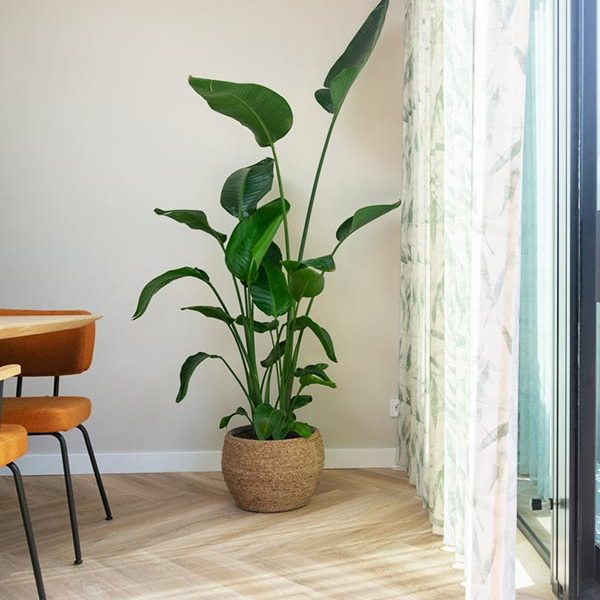 interieuradvies Groningen gordijnen plant